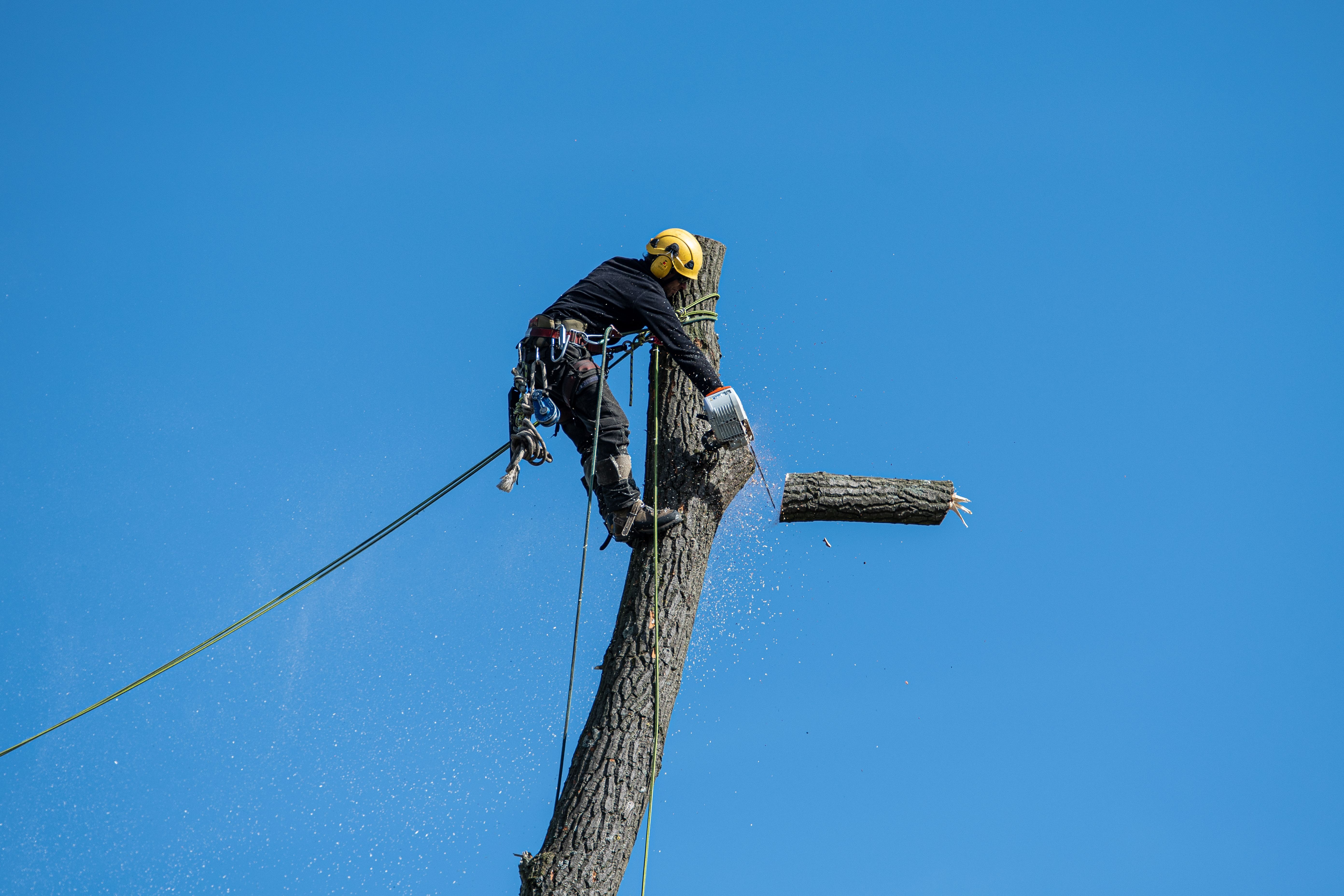 jackson-ca-property-safety-identifying-potential-tree-hazards